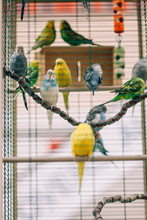 Colorful Parrots Birds Inside In A Cage