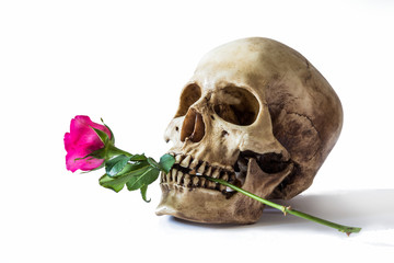 Still life with human skull with red rose in the old vase