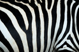 Fototapeta Konie - zebra,
