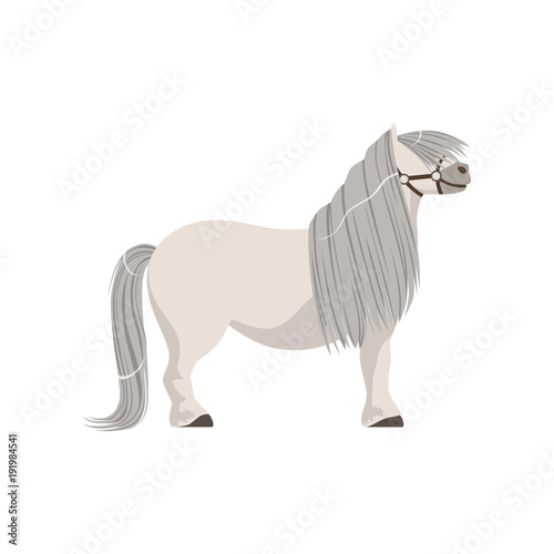 Fotomural White pony with grey mane, thoroughbred horse vector Illustration