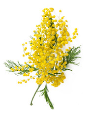 Mimosa flowers branch isolated on white background