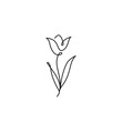 Tulip outline icon