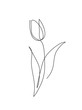 Tulip outline icon