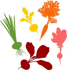 Wall Mural - Set of colored silhouettes of different root vegetables with leaves on white background