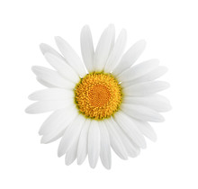 Daisy Flower Isolated On White Background As Package Design Element.
