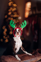 Boston Terrier Dog With Reindeer Antlers, Christmas Tree In Background