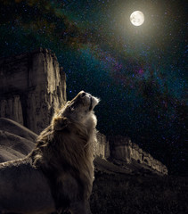 Fototapete - lion howl to the moon