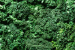 Fresh organic green kale background, selective focus, top view, copy space. Green texture
