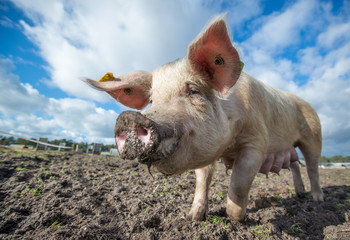 Pig on an organic farm in the uk