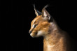 Beautiful caracal lynx over black background
