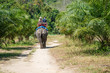 Elephamt riding by tourists in tropical green palms and trees