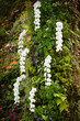 Fresh blossoming white orchid plant flowers on many branch