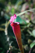 Carnivorous Sarracenia pitcher plant