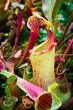 Bright carnivorous plant in green forest