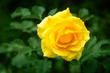 Fresh rose plant with yellow flower in green garden