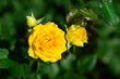 Fresh rose plant with yellow flowers in green garden