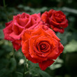 Rose plant with bright red flowers with water drops on petals