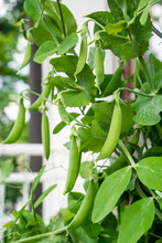 Pea Plant (pisum Sativum) With Several Pods Growing On A Balcony