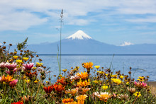 Chile, X Región, Llanquihue, Frutillar, Aussicht Auf Den Vulkan Osorno Mit Blumen Im Vordergrund