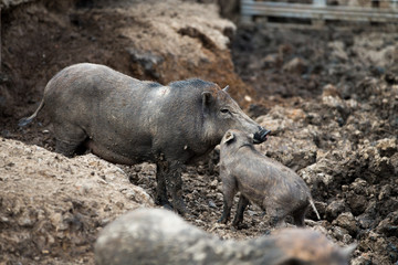 Mom and son black pig in the farm