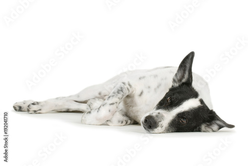 Hund liegt müde auf der Seite isoliert auf weißem Grund StockFoto