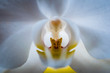 weiße Orchidee Blüte