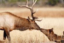 Elk Kissing