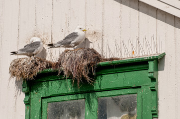 Seagulls nesting above a window during summer in Andenes on Lofoten islands in northern Norway