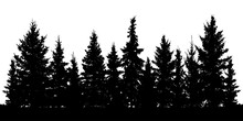 Forest Of Christmas Fir Trees Silhouette. Coniferous Spruce. Vector On White Background
