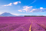 Fototapeta Lawenda - Lavender flowers blooming fields. Valensole Provence, France
