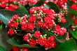 Red flowers of Kalanchoe. Macro