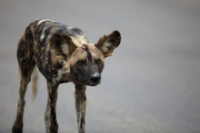 Portrait Of Free Roaming African Wild Dog Lycaon
