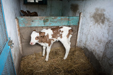A Young Calf With Red Spots. The Calf Is In The Pen, Two Days From Birth.