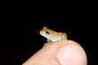 little wonder frog