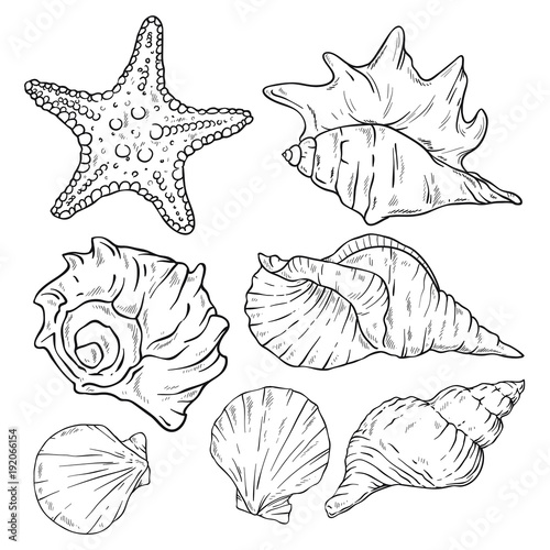30+ Trends Ideas Realistic Seashell Shell Drawing | The Japingape
