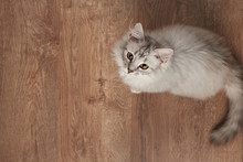 One Fluffy Cat Playing On Wooden Floor