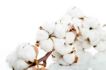 Cotton plant flower isolated on white background