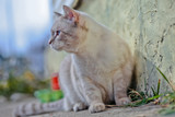 Fototapeta Koty - A cat near a concrete wall looks into the distance.