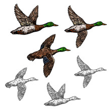 Mallard Duck Vector Sketch Wild Bird Icon