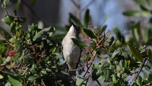 HD Video Of One Mockingbird Foraging For Berries, Perched In Bush. They Are Best Known For The Habit Of Some Species Mimicking The Songs Of Other Birds And The Sounds Of Insects And Amphibians