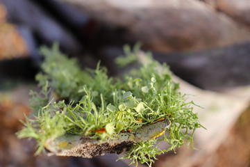 Macro of Green Moss