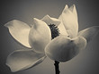 © Ed Rudolph - Magnolia