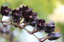 Tropical Black Orchids