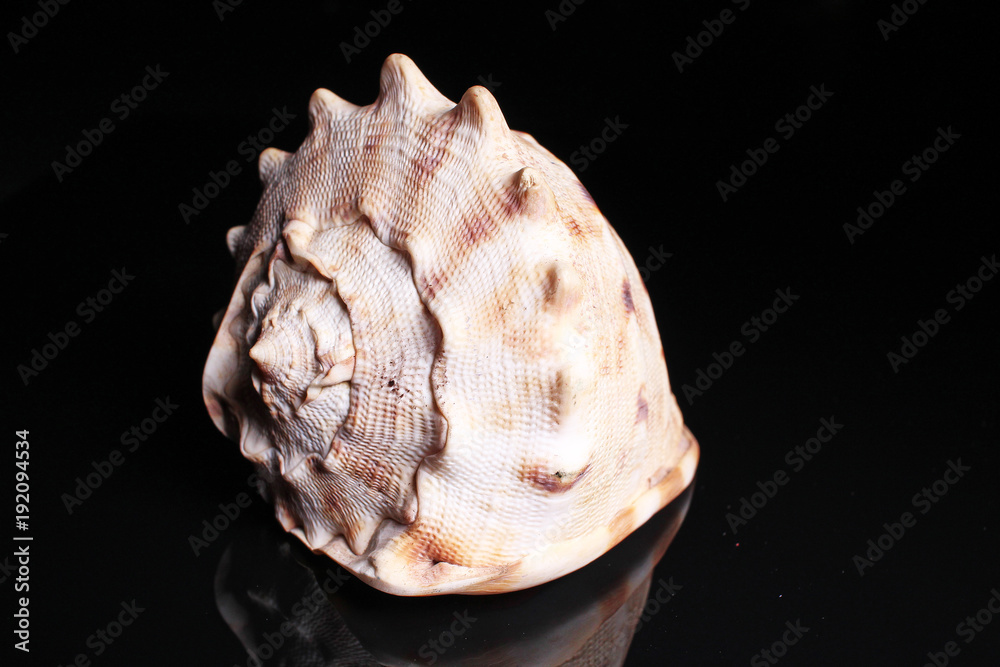 Sea snail shell. Big sea Snail shell on black reflective studio ...