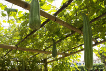 Luffa Or Courgette Plant In Garden Of Agricultural Plantation Farm At Countryside