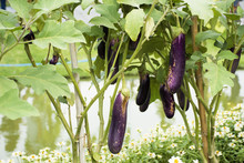 Purple Long Eggplant Or Solanum Melongena Platn In Garden Of Agricultural Plantation Farm At Countryside
