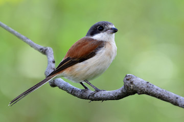 Beautifu brownl bird in nature with details of her feathers while perching compose on stick over blur green background, female of Burmese Shrike (Lanius collurioides)