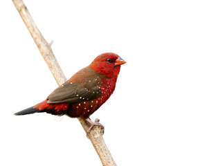 Wall Mural - Beautiful red bird with nice eyes strong beak perching on wooden stick isolated on white background, Male of Red avadavat, red munia or strawberry finch (Amandava amandava) in breeding plumage