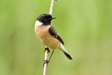 Wall Mural - male of siberian or asian stonechat (saxicola maurus) beautiful brown bird with black head perching 