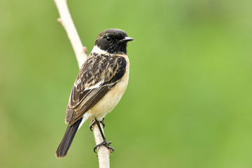 Wall Mural - male of siberian or asian stonechat (saxicola maurus) funny brown bird with black head standing on w